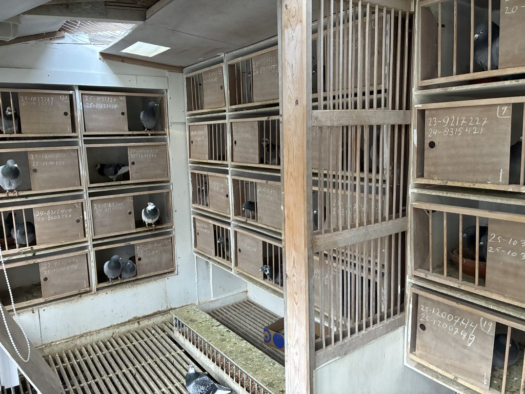 Seizoen 2026: Jongen uit de eerste ronde van de vliegers te koop